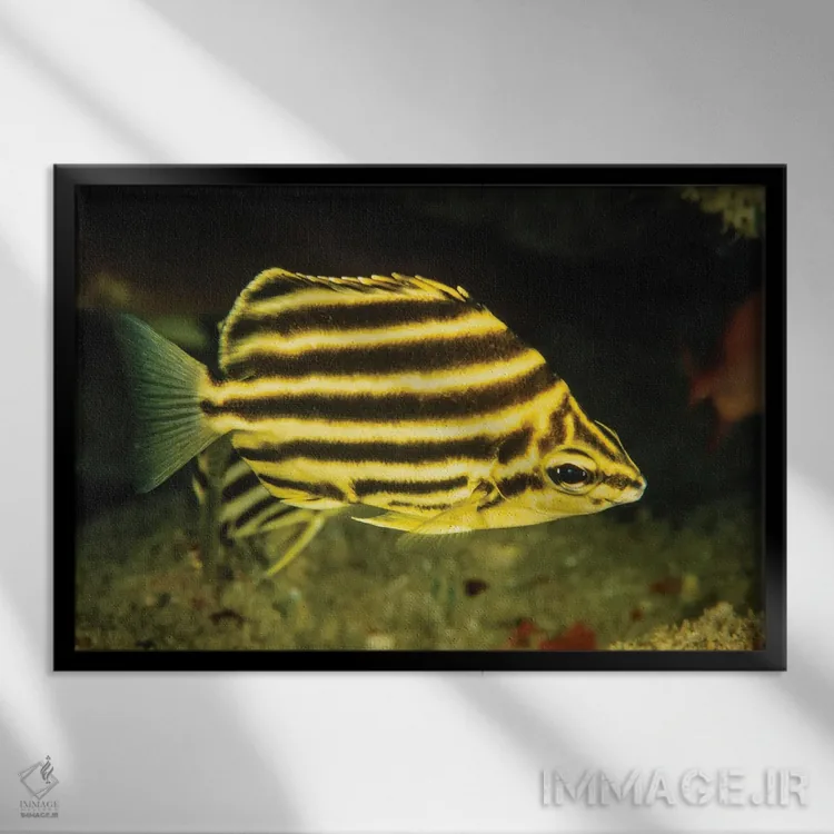 تابلو Microcanthus Strigatus, Is An Unusual Fish To Be Found In Hawaii,ماهی راهراه، Microcanthus Strigatus، ماهی غیرمعمولی که در هاوایی یافت میشود اثر دیوید فلیتهام - نمای قابدار مشکی