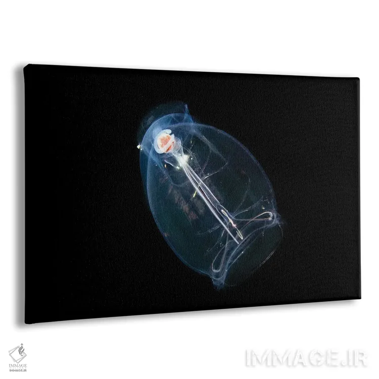 تابلو Pegea Confoederata, Is Part Of The Salpidae Family Of Gelatinous Animals,این تونیکات اقیانوسی یا سالپ، Pegea Confoederata، از خانواده جانوران ژلاتینی سالپیده است اثر دیوید فلیتهام - نمای پرسپکتیو محصول