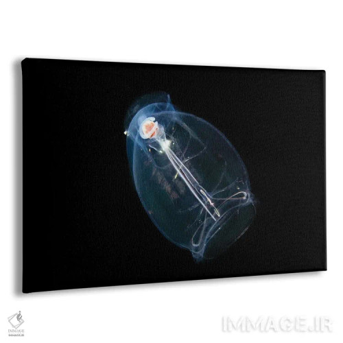 تابلو Pegea Confoederata, Is Part Of The Salpidae Family Of Gelatinous Animals,این تونیکات اقیانوسی یا سالپ، Pegea Confoederata، از خانواده جانوران ژلاتینی سالپیده است اثر دیوید فلیتهام - نمای پرسپکتیو محصول