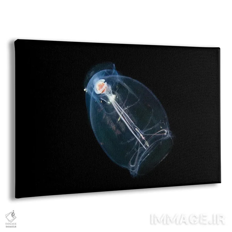 تابلو Pegea Confoederata, Is Part Of The Salpidae Family Of Gelatinous Animals,این تونیکات اقیانوسی یا سالپ، Pegea Confoederata، از خانواده جانوران ژلاتینی سالپیده است اثر دیوید فلیتهام - نمای پرسپکتیو محصول