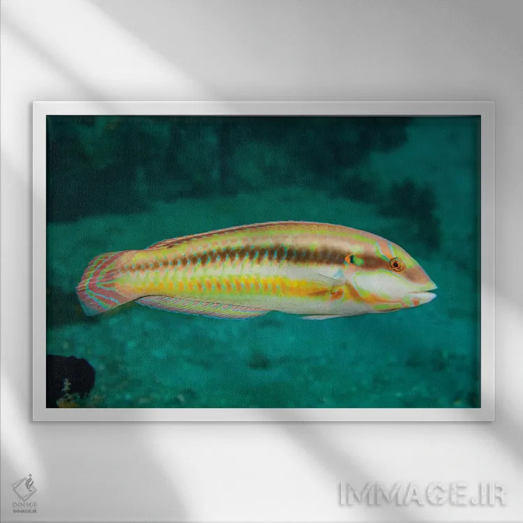 تابلو Halichoeres Bivittatus, Is A Species Of Wrasse Native To The Western Atlantic Ocean,ماهی اسلیپری دیک، Halichoeres Bivittatus، گونهای از لبشکری بومی اقیانوس اطلس غربی اثر دیوید فلیتهام - نمای قابدار سفید
