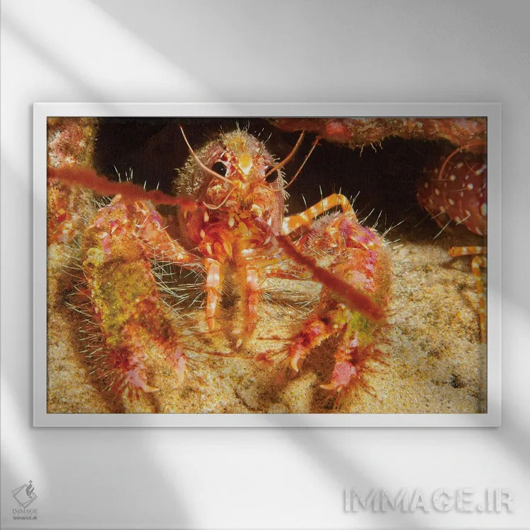 تابلو Enoplometopus Occidentalis, Is Covered In Algae And Parasitic Barnacles,صدف خرچنگ صخرهای هاوایی، Enoplometopus Occidentalis، با جلبک و بالهپایان انگلی پوشیده شده است اثر دیوید فلیتهام - نمای قابدار سفید