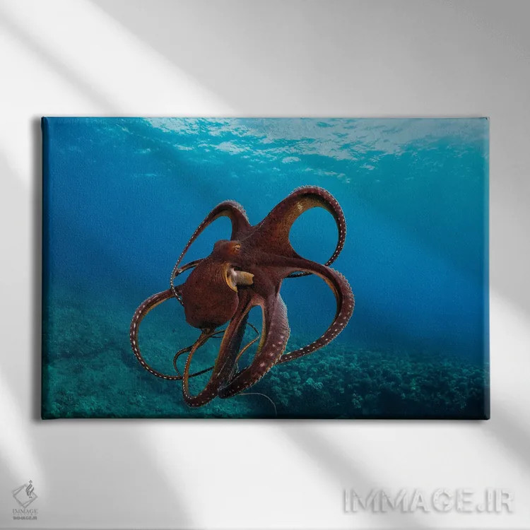 تابلو Octopus Cyanea, Has Spread It's Tentacles Just Before Jetting Away, Hawaii,این اختاپوس روز، Octopus Cyanea، درست پیش از فرار شاخکهایش را باز کرده است، هاوایی اثر دیوید فلیتهام - نمای روبهرو روی دیوار