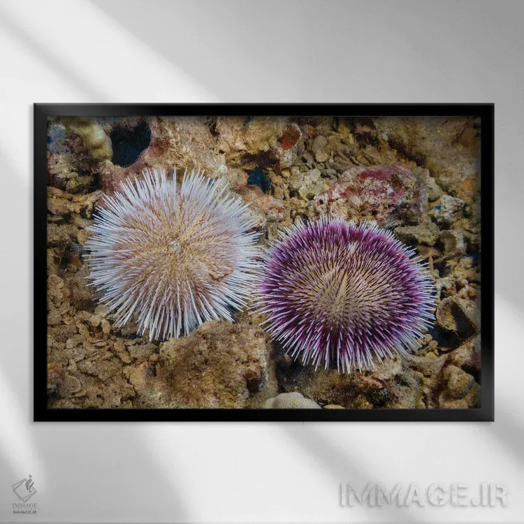 تابلو Pseudoboletia Indiana, Represent The Color Variation Of This Species, Hawaii,این دو جوجهتیغی جمعکننده سنگریزه، Pseudoboletia Indiana، تنوع رنگی این گونه را نشان میدهند، هاوایی اثر دیوید فلیتهام - نمای قابدار مشکی