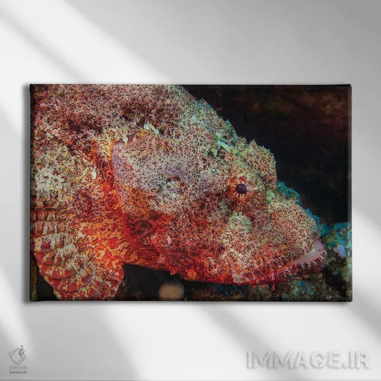 تابلو Scorpaenopsis Cacopsis, Is Endemic To Hawaii And The Largest Of This Family,ماهی عقرب غولپیکر، Scorpaenopsis Cacopsis، بومی هاوایی و بزرگترین گونه این خانواده اثر دیوید فلیتهام - نمای روبهرو روی دیوار