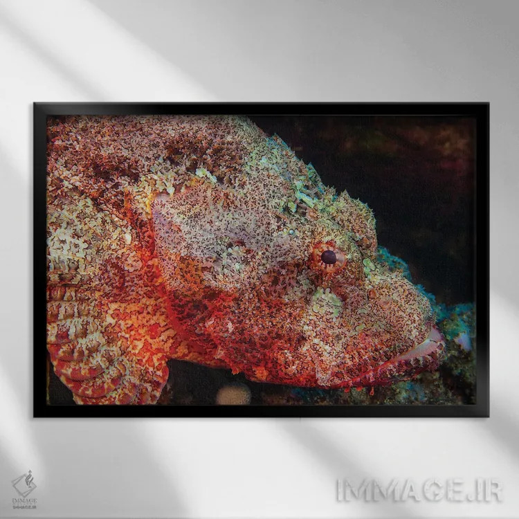 تابلو Scorpaenopsis Cacopsis, Is Endemic To Hawaii And The Largest Of This Family,ماهی عقرب غولپیکر، Scorpaenopsis Cacopsis، بومی هاوایی و بزرگترین گونه این خانواده اثر دیوید فلیتهام - نمای قابدار مشکی