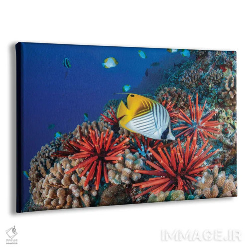 تابلو Chaetodon Auriga, And Slate Pencil Sea Urchins, Heterocentrotus Mammillatus, Hawaii,ماهی پروانهای دمرشتهای، Chaetodon Auriga، و جوجهتیغیهای دریایی مداد سنگی، Heterocentrotus Mammillatus، هاوایی اثر دیوید فلیتهام - نمای پرسپکتیو محصول