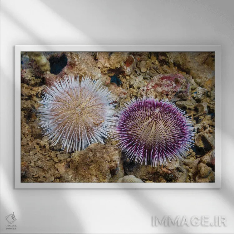 تابلو Pseudoboletia Indiana, Represent The Color Variation Of This Species, Hawaii,این دو جوجهتیغی جمعکننده سنگریزه، Pseudoboletia Indiana، تنوع رنگی این گونه را نشان میدهند، هاوایی اثر دیوید فلیتهام - نمای قابدار سفید