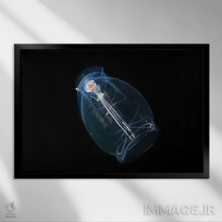 تابلو Pegea Confoederata, Is Part Of The Salpidae Family Of Gelatinous Animals,این تونیکات اقیانوسی یا سالپ، Pegea Confoederata، از خانواده جانوران ژلاتینی سالپیده است اثر دیوید فلیتهام - نمای قابدار مشکی