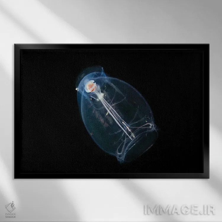 تابلو Pegea Confoederata, Is Part Of The Salpidae Family Of Gelatinous Animals,این تونیکات اقیانوسی یا سالپ، Pegea Confoederata، از خانواده جانوران ژلاتینی سالپیده است اثر دیوید فلیتهام - نمای قابدار مشکی