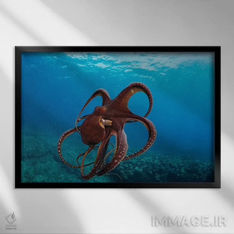 تابلو Octopus Cyanea, Has Spread It's Tentacles Just Before Jetting Away, Hawaii,این اختاپوس روز، Octopus Cyanea، درست پیش از فرار شاخکهایش را باز کرده است، هاوایی اثر دیوید فلیتهام - نمای قابدار مشکی