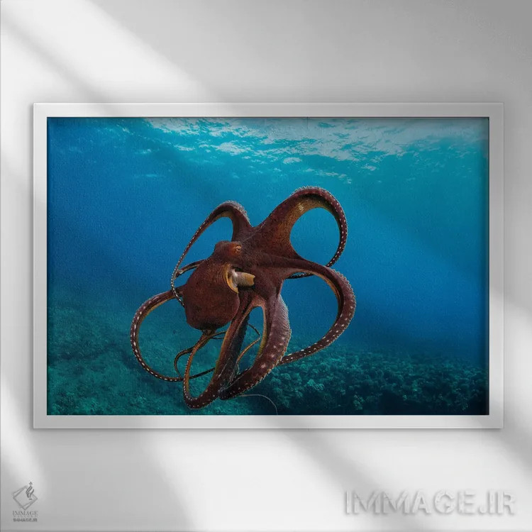 تابلو Octopus Cyanea, Has Spread It's Tentacles Just Before Jetting Away, Hawaii,این اختاپوس روز، Octopus Cyanea، درست پیش از فرار شاخکهایش را باز کرده است، هاوایی اثر دیوید فلیتهام - نمای قابدار سفید