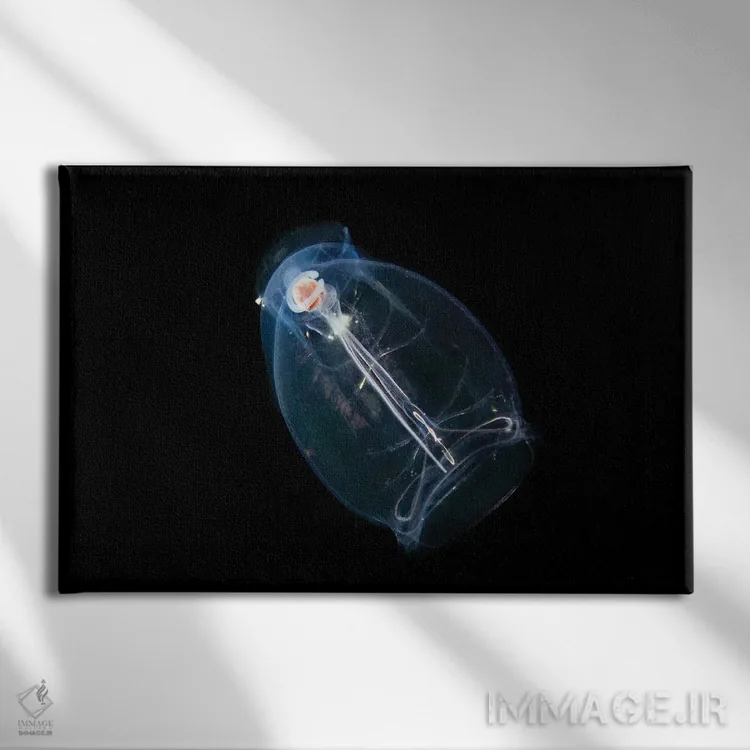 تابلو Pegea Confoederata, Is Part Of The Salpidae Family Of Gelatinous Animals,این تونیکات اقیانوسی یا سالپ، Pegea Confoederata، از خانواده جانوران ژلاتینی سالپیده است اثر دیوید فلیتهام - نمای روبهرو روی دیوار