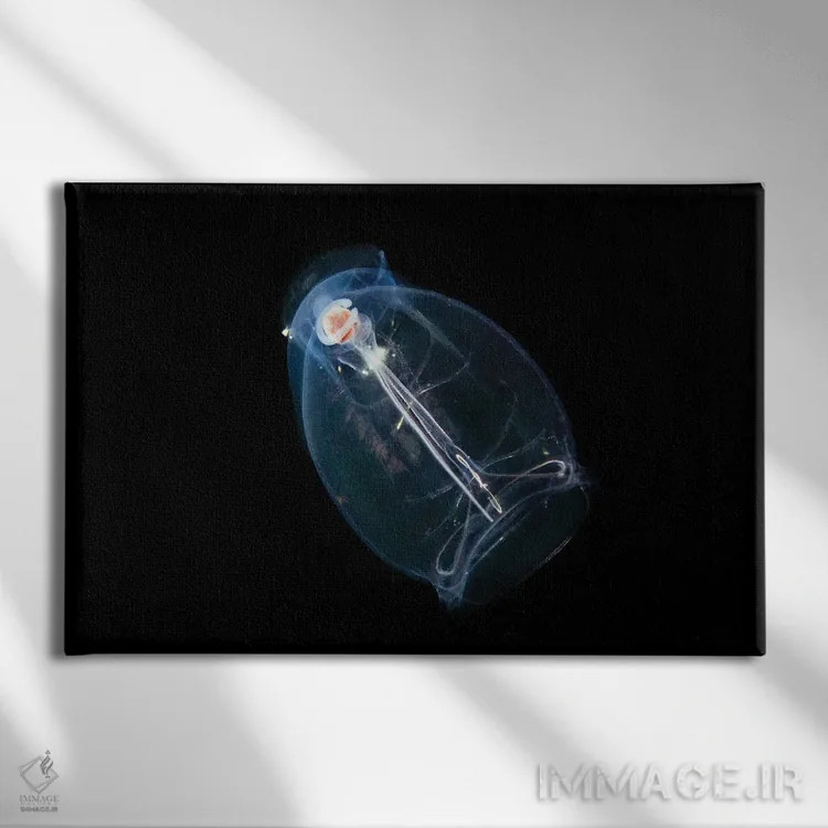 تابلو Pegea Confoederata, Is Part Of The Salpidae Family Of Gelatinous Animals,این تونیکات اقیانوسی یا سالپ، Pegea Confoederata، از خانواده جانوران ژلاتینی سالپیده است اثر دیوید فلیتهام - نمای روبهرو روی دیوار