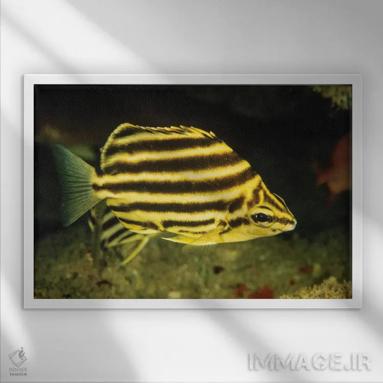 تابلو Microcanthus Strigatus, Is An Unusual Fish To Be Found In Hawaii,ماهی راهراه، Microcanthus Strigatus، ماهی غیرمعمولی که در هاوایی یافت میشود اثر دیوید فلیتهام - نمای قابدار سفید