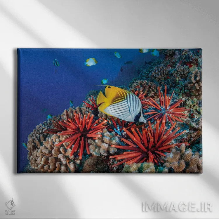 تابلو Chaetodon Auriga, And Slate Pencil Sea Urchins, Heterocentrotus Mammillatus, Hawaii,ماهی پروانهای دمرشتهای، Chaetodon Auriga، و جوجهتیغیهای دریایی مداد سنگی، Heterocentrotus Mammillatus، هاوایی اثر دیوید فلیتهام - نمای روبهرو روی دیوار