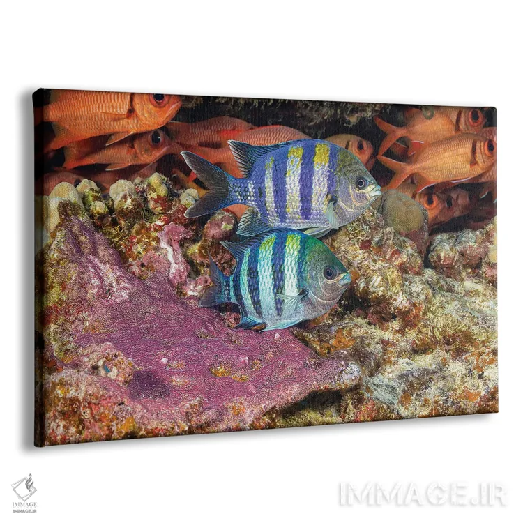 تابلو Abudefduf Vaigiensis, Tending To Their Purple Egg Mass, Hawaii,دو ماهی گروهبان هندو-پاسیفیک، Abudefduf Vaigiensis، که از توده تخم بنفش خود مراقبت میکنند، هاوایی اثر دیوید فلیتهام - نمای پرسپکتیو محصول