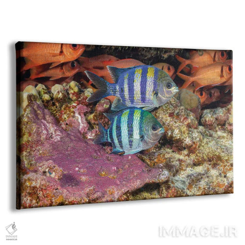 تابلو Abudefduf Vaigiensis, Tending To Their Purple Egg Mass, Hawaii,دو ماهی گروهبان هندو-پاسیفیک، Abudefduf Vaigiensis، که از توده تخم بنفش خود مراقبت میکنند، هاوایی اثر دیوید فلیتهام - نمای پرسپکتیو محصول