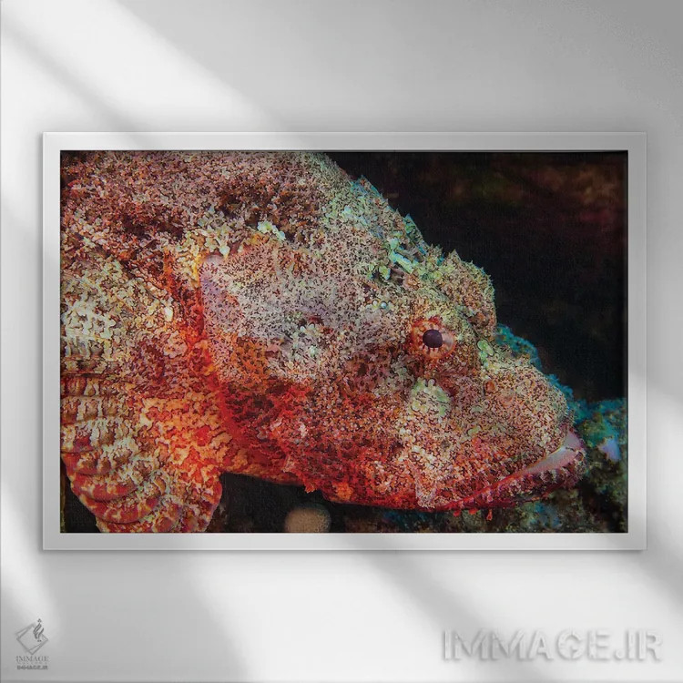 تابلو Scorpaenopsis Cacopsis, Is Endemic To Hawaii And The Largest Of This Family,ماهی عقرب غولپیکر، Scorpaenopsis Cacopsis، بومی هاوایی و بزرگترین گونه این خانواده اثر دیوید فلیتهام - نمای قابدار سفید