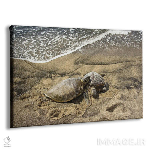 تابلو Chelonia Mydas, On A Hawaiian Beach,دو لاکپشت سبز دریایی، Chelonia Mydas، روی ساحلی در هاوایی اثر دیوید فلیتهام - نمای پرسپکتیو محصول