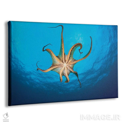 تابلو Hawaii,نمایی از مکندههای یک اختاپوس روز (Octopus Cyanea)، هاوایی اثر دیوید فلیتهام - نمای پرسپکتیو محصول