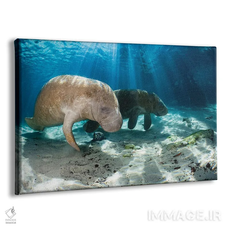 تابلو Florida,گاوهای دریایی فلوریدا در کریستال ریور، فلوریدا اثر دیوید فلیتهام - نمای پرسپکتیو محصول