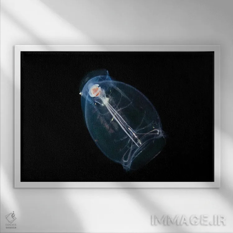 تابلو Pegea Confoederata, Is Part Of The Salpidae Family Of Gelatinous Animals,این تونیکات اقیانوسی یا سالپ، Pegea Confoederata، از خانواده جانوران ژلاتینی سالپیده است اثر دیوید فلیتهام - نمای قابدار سفید