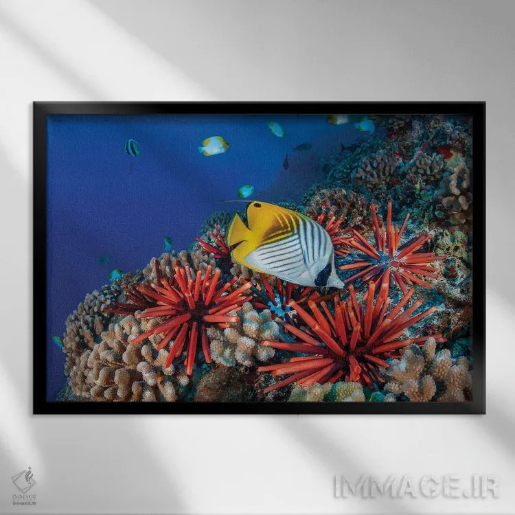 تابلو Chaetodon Auriga, And Slate Pencil Sea Urchins, Heterocentrotus Mammillatus, Hawaii,ماهی پروانهای دمرشتهای، Chaetodon Auriga، و جوجهتیغیهای دریایی مداد سنگی، Heterocentrotus Mammillatus، هاوایی اثر دیوید فلیتهام - نمای قابدار مشکی