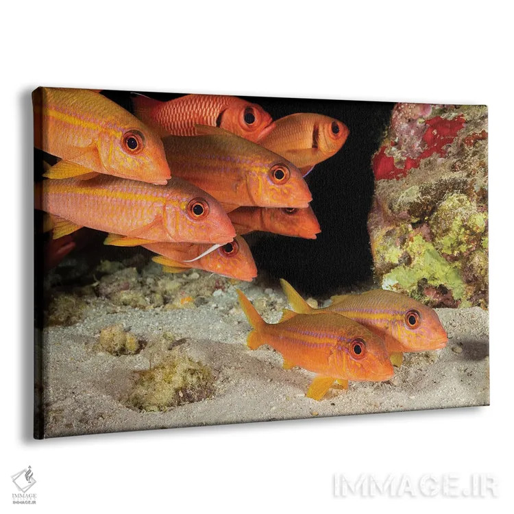 تابلو Mulloidichthys Vanicolensis, With Shoulderbar Soldierfish, Myripristis Kuntee Hawaii,ماهی بزماهی بالهزرد، Mulloidichthys Vanicolensis، همراه با ماهی سرباز دوشخطی، Myripristis Kuntee، هاوایی اثر دیوید فلیتهام - نمای پرسپکتیو محصول