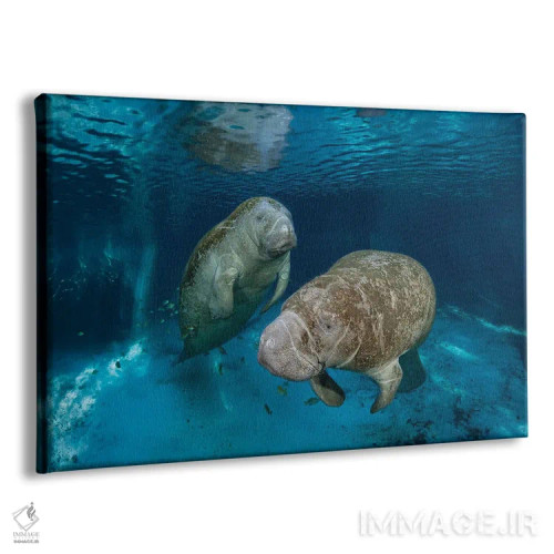 تابلو Florida,گاوهای دریایی فلوریدا در سرچشمه سه خواهر در کریستال ریور، فلوریدا اثر دیوید فلیتهام - نمای پرسپکتیو محصول