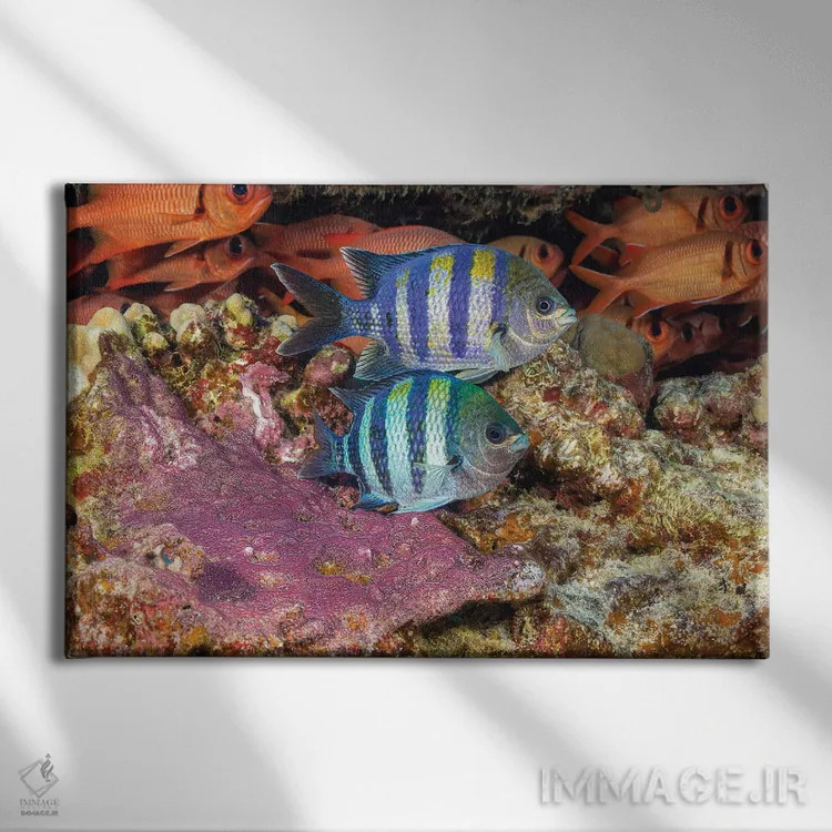 تابلو Abudefduf Vaigiensis, Tending To Their Purple Egg Mass, Hawaii,دو ماهی گروهبان هندو-پاسیفیک، Abudefduf Vaigiensis، که از توده تخم بنفش خود مراقبت میکنند، هاوایی اثر دیوید فلیتهام - نمای روبهرو روی دیوار