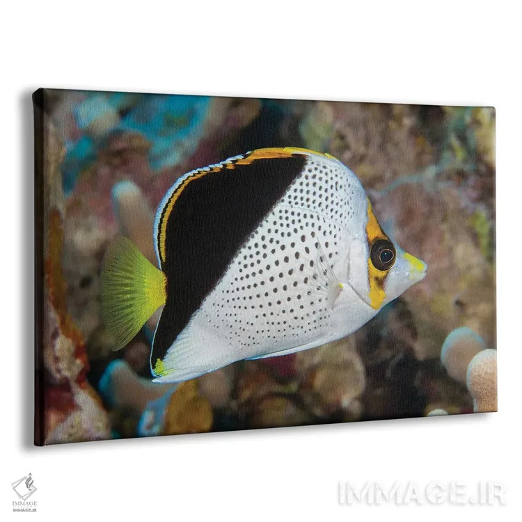 تابلو Chaetodon Tinkeri, Was First Discovered In Hawaii,ماهی پروانهای تینکر، Chaetodon Tinkeri، نخستینبار در هاوایی کشف شد اثر دیوید فلیتهام - نمای پرسپکتیو محصول