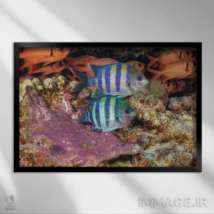 تابلو Abudefduf Vaigiensis, Tending To Their Purple Egg Mass, Hawaii,دو ماهی گروهبان هندو-پاسیفیک، Abudefduf Vaigiensis، که از توده تخم بنفش خود مراقبت میکنند، هاوایی اثر دیوید فلیتهام - نمای قابدار مشکی