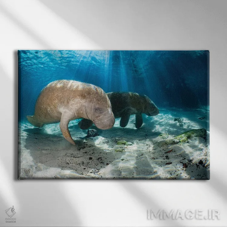تابلو Florida,گاوهای دریایی فلوریدا در کریستال ریور، فلوریدا اثر دیوید فلیتهام - نمای روبهرو روی دیوار