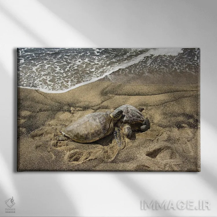 تابلو Chelonia Mydas, On A Hawaiian Beach,دو لاکپشت سبز دریایی، Chelonia Mydas، روی ساحلی در هاوایی اثر دیوید فلیتهام - نمای روبهرو روی دیوار