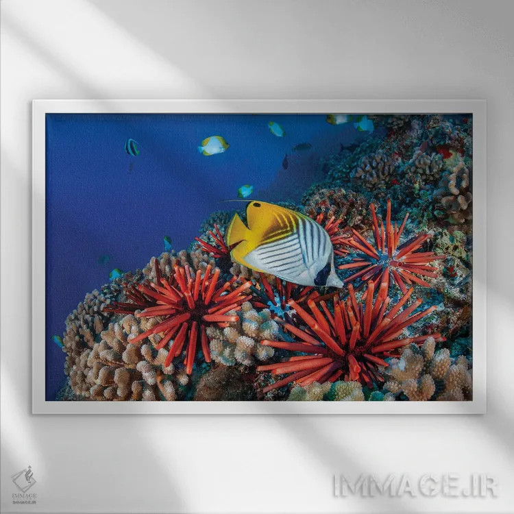 تابلو Chaetodon Auriga, And Slate Pencil Sea Urchins, Heterocentrotus Mammillatus, Hawaii,ماهی پروانهای دمرشتهای، Chaetodon Auriga، و جوجهتیغیهای دریایی مداد سنگی، Heterocentrotus Mammillatus، هاوایی اثر دیوید فلیتهام - نمای قابدار سفید
