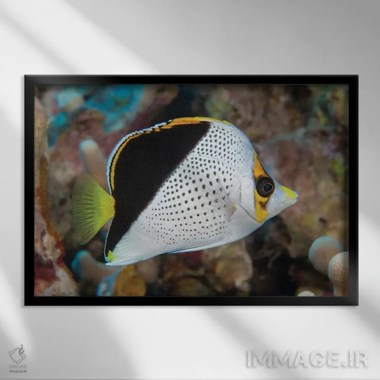 تابلو Chaetodon Tinkeri, Was First Discovered In Hawaii,ماهی پروانهای تینکر، Chaetodon Tinkeri، نخستینبار در هاوایی کشف شد اثر دیوید فلیتهام - نمای قابدار مشکی