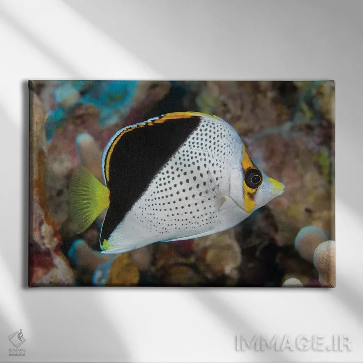 تابلو Chaetodon Tinkeri, Was First Discovered In Hawaii,ماهی پروانهای تینکر، Chaetodon Tinkeri، نخستینبار در هاوایی کشف شد اثر دیوید فلیتهام - نمای روبهرو روی دیوار
