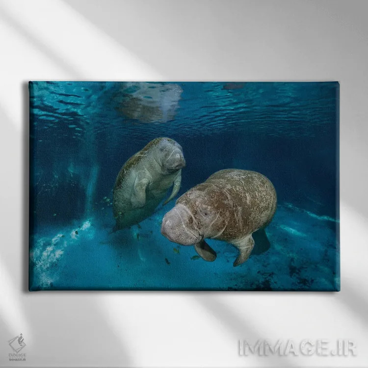 تابلو Florida,گاوهای دریایی فلوریدا در سرچشمه سه خواهر در کریستال ریور، فلوریدا اثر دیوید فلیتهام - نمای روبهرو روی دیوار