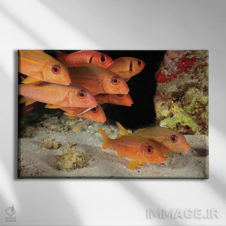 تابلو Mulloidichthys Vanicolensis, With Shoulderbar Soldierfish, Myripristis Kuntee Hawaii,ماهی بزماهی بالهزرد، Mulloidichthys Vanicolensis، همراه با ماهی سرباز دوشخطی، Myripristis Kuntee، هاوایی اثر دیوید فلیتهام - نمای روبهرو روی دیوار
