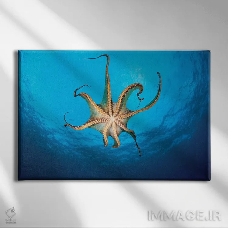 تابلو Hawaii,نمایی از مکندههای یک اختاپوس روز (Octopus Cyanea)، هاوایی اثر دیوید فلیتهام - نمای روبهرو روی دیوار