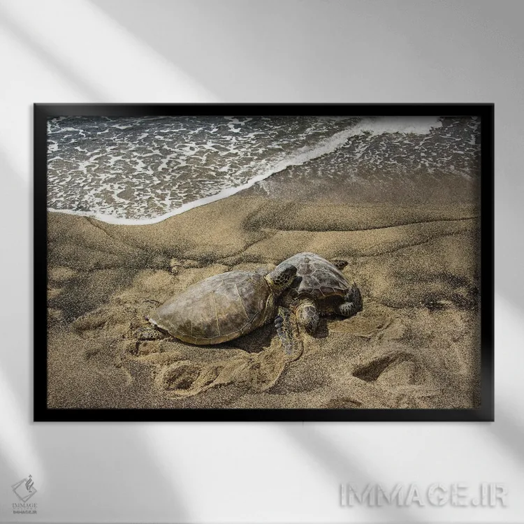تابلو Chelonia Mydas, On A Hawaiian Beach,دو لاکپشت سبز دریایی، Chelonia Mydas، روی ساحلی در هاوایی اثر دیوید فلیتهام - نمای قابدار مشکی