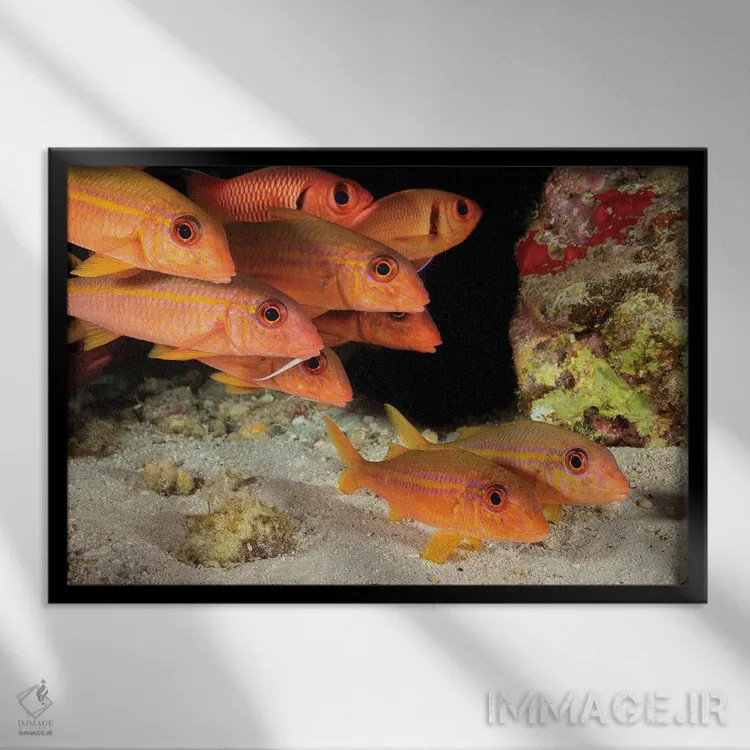 تابلو Mulloidichthys Vanicolensis, With Shoulderbar Soldierfish, Myripristis Kuntee Hawaii,ماهی بزماهی بالهزرد، Mulloidichthys Vanicolensis، همراه با ماهی سرباز دوشخطی، Myripristis Kuntee، هاوایی اثر دیوید فلیتهام - نمای قابدار مشکی