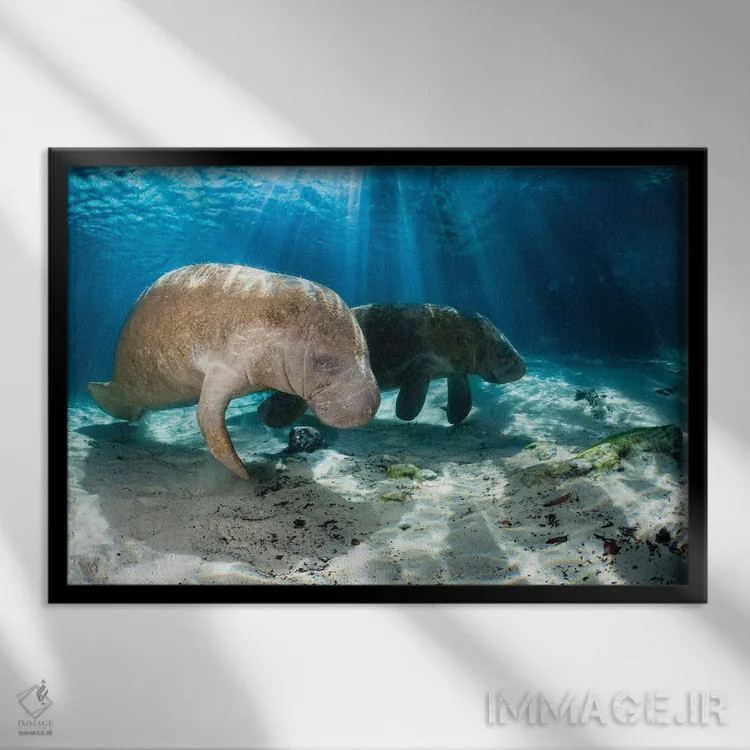 تابلو Florida,گاوهای دریایی فلوریدا در کریستال ریور، فلوریدا اثر دیوید فلیتهام - نمای قابدار مشکی