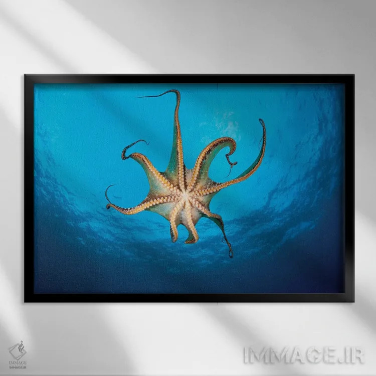 تابلو Hawaii,نمایی از مکندههای یک اختاپوس روز (Octopus Cyanea)، هاوایی اثر دیوید فلیتهام - نمای قابدار مشکی