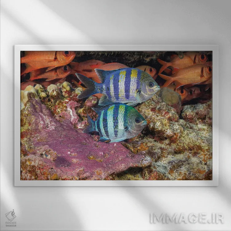 تابلو Abudefduf Vaigiensis, Tending To Their Purple Egg Mass, Hawaii,دو ماهی گروهبان هندو-پاسیفیک، Abudefduf Vaigiensis، که از توده تخم بنفش خود مراقبت میکنند، هاوایی اثر دیوید فلیتهام - نمای قابدار سفید