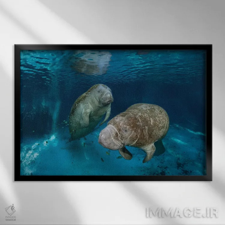 تابلو Florida,گاوهای دریایی فلوریدا در سرچشمه سه خواهر در کریستال ریور، فلوریدا اثر دیوید فلیتهام - نمای قابدار مشکی