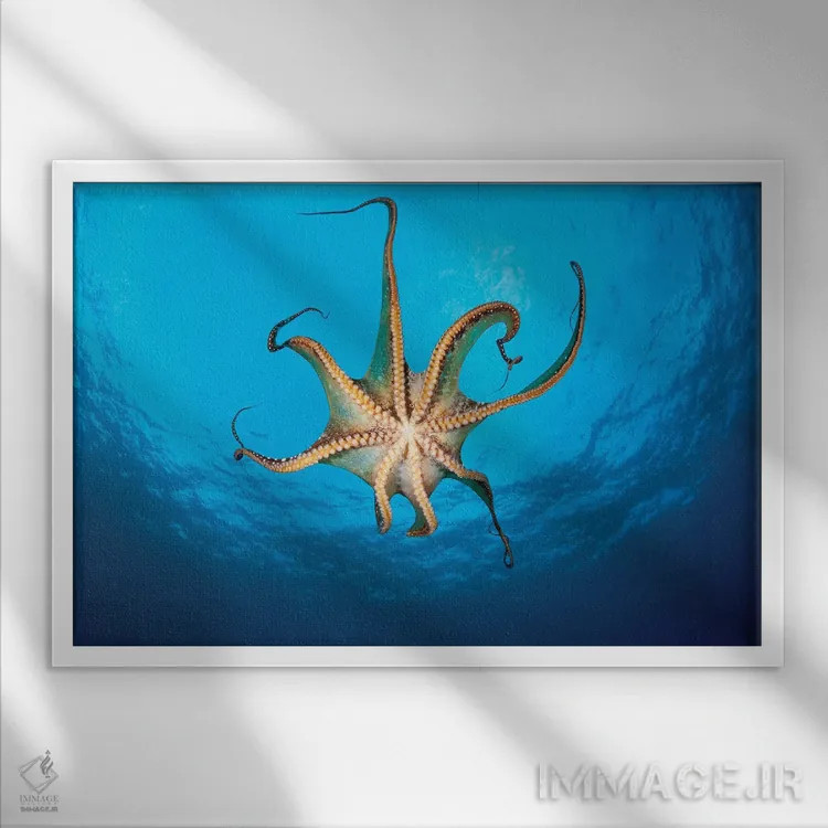 تابلو Hawaii,نمایی از مکندههای یک اختاپوس روز (Octopus Cyanea)، هاوایی اثر دیوید فلیتهام - نمای قابدار سفید