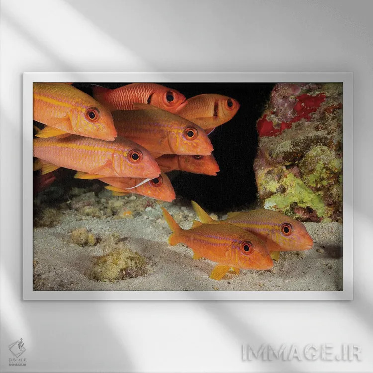 تابلو Mulloidichthys Vanicolensis, With Shoulderbar Soldierfish, Myripristis Kuntee Hawaii,ماهی بزماهی بالهزرد، Mulloidichthys Vanicolensis، همراه با ماهی سرباز دوشخطی، Myripristis Kuntee، هاوایی اثر دیوید فلیتهام - نمای قابدار سفید
