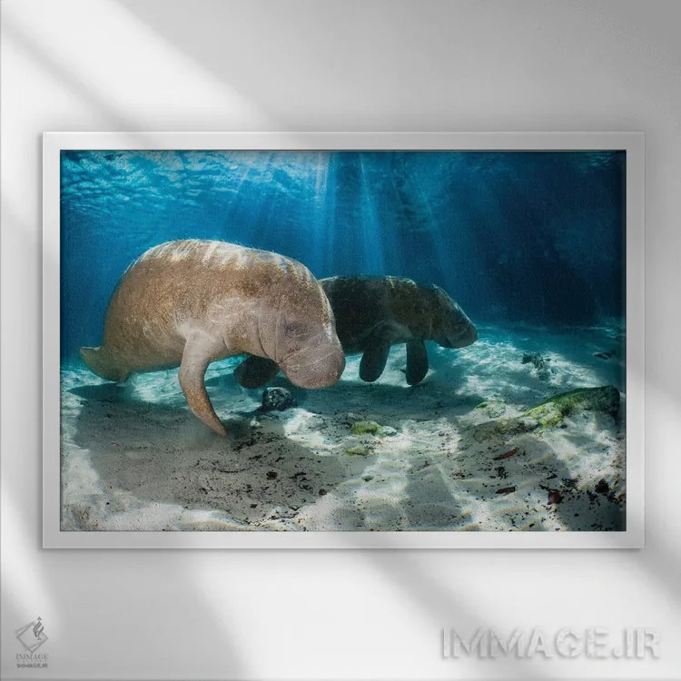 تابلو Florida,گاوهای دریایی فلوریدا در کریستال ریور، فلوریدا اثر دیوید فلیتهام - نمای قابدار سفید